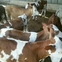 فروش گوساله پرواری و داشتی نر و ماده سمینتال وغیره|حیوانات مزرعه|بندر ترکمن, |دیوار