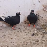 جفت سیاه پلنگ کبوتر|پرنده|کرمان, |دیوار
