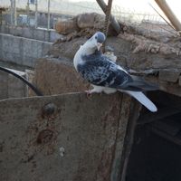 امری کبوتر|پرنده|کرمان, |دیوار