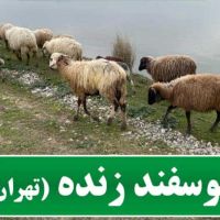 گوسفند نر ومیش بره ارسال تمام نقاط تهران شمال غرب|حیوانات مزرعه|تهران, سازمان برنامه|دیوار