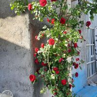باغ کلاکوب گوهرهشتم|فروش خانه و ویلا|مشهد, بهمن|دیوار