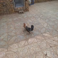 مرغ گلین|حیوانات مزرعه|اصفهان, عاشق‌آباد|دیوار