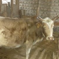گاو ماده چاق وزن دار جنگلی|حیوانات مزرعه|سورک, |دیوار