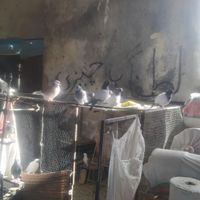 فروش کبوتر پاکستانی پرشی|پرنده|اصفهان, محمدآباد|دیوار
