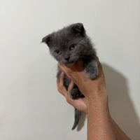 گربه اسکاتیش|گربه|تهران, مرزداران|دیوار