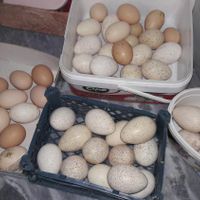 تخم بوقلمون و مرغ لاری|حیوانات مزرعه|بجنورد, |دیوار