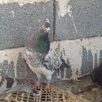 فروش دو عدد کبوتر پاکستانی نر|پرنده|بوکان, |دیوار