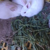 بچه خرگوش اهلی و زیبا|موش و خرگوش|سهند, |دیوار