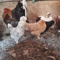 تخم مرغ نطفه دار|حیوانات مزرعه|تهران, چهارصد دستگاه|دیوار
