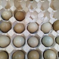 تخم آمریکایی|حیوانات مزرعه|رشت, یخسازی|دیوار