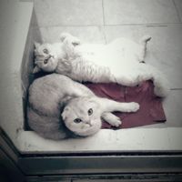 گربه اسکاتیش|گربه|تهران, نیلوفر|دیوار