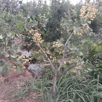 باغ انار و انگور|فروش زمین و کلنگی|تهران, شهرک ابوذر|دیوار
