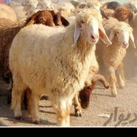 گوسفند مزرعه خراسان گوسفنده زنده|حیوانات مزرعه|مشهد, کشاورز|دیوار
