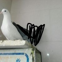 کبوتر|پرنده|اصفهان, محمدآباد|دیوار