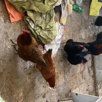 تخم مرغ نطفه دار محلی|حیوانات مزرعه|کرج, کوی زنبق|دیوار