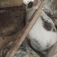 چهار عدد خرگوش خونگی بالغ کار داده|موش و خرگوش|شیراز, ابونصر|دیوار