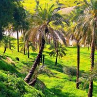 زمین باغشهری ۱۳۰۰ متر باآب دائم وبرق سیاخ دارنگون|اجارهٔ خانه و ویلا|شیراز, احمدآباد|دیوار