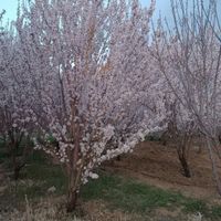 باغ نقلی بادام و گردو|فروش زمین و کلنگی|اصفهان, کشاورزی|دیوار