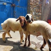 گوسفند زنده و بزغاله(قصابی دامداری*)|حیوانات مزرعه|کرمانشاه, |دیوار