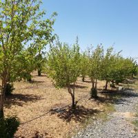 فروش ۲۰۰۰ متر باغ در منطقه توریستی مارکده|فروش زمین و کلنگی|اصفهان, میرعماد|دیوار