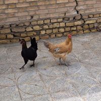 مرغ|حیوانات مزرعه|اصفهان, عاشق‌آباد|دیوار