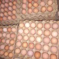 تخم مرغ محلی بومی|خوردنی و آشامیدنی|ابریشم, |دیوار