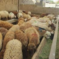 گوسفند قوچ شیشک بره نر چاق زنده ۱۰۰٪ ارگانیکی|حیوانات مزرعه|تهران, شهرک شهید باقری|دیوار
