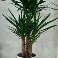 یوکا سه تنه با شاخه های متعدد سالم و با رشد مداوم|گل و گیاه طبیعی|مشهد, رضاشهر|دیوار
