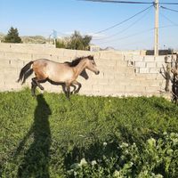 مادیون|اسب و تجهیزات اسب سواری|آبدانان, |دیوار