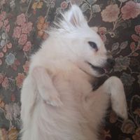 واگذاری سگ اشپیتز روباهی سفید|سگ|اصفهان, مهرآباد|دیوار
