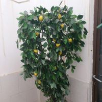 درخت کوچک لیمو|گل مصنوعی|کرمانشاه, |دیوار