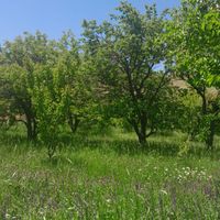 باغ در روستای اولو کندی واقع است به متراژ ۱۰۰۰ م|فروش زمین و ملک کلنگی|تبریز, |دیوار