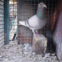 کبوتر پلاکی مسافتی|پرنده|اصفهان, عاشق‌آباد|دیوار