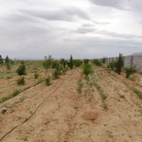 5000 هزار متر زمین باغی با درخت و دیوار|فروش زمین و کلنگی|اصفهان, محمدآباد|دیوار