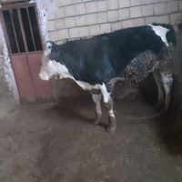 یک عدد گوساله نر ۹ ماهه|حیوانات مزرعه|نورآباد, |دیوار