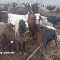 فروشی نظری گوسفند
|حیوانات مزرعه|چهارباغ, |دیوار