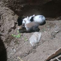 خرگوش های کوچولو|موش و خرگوش|آذرشهر, |دیوار