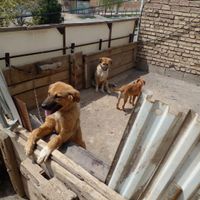 سگ نگهبان|سگ|نجف‌آباد, |دیوار