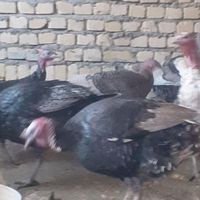 تخم نطفه دار بوقلمون برنز به شرط رگ زنی|حیوانات مزرعه|دلیجان, |دیوار