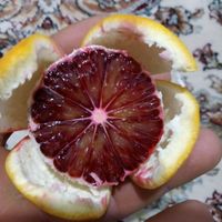 نهالستان فروزانی (فروش درخت پرتقال خونی پیوندی)|گل و گیاه طبیعی|ساری, |دیوار