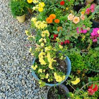 گل های گلدار زیبا|خدمات باغبانی و درختکاری|فلاورجان, |دیوار
