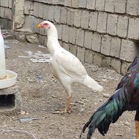 مرغ و خروس لای|حیوانات مزرعه|بوکان, |دیوار