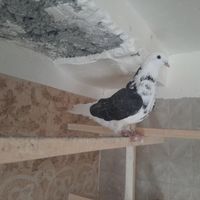 کبوتر غریب|پرنده|کرج, کلاک نو|دیوار