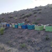 فروش کندو زنبور عسل .۱۰قاب فول.قیمت|خدمات باغبانی و درختکاری|یزد, |دیوار