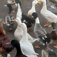 فروش اردک محلی|حیوانات مزرعه|بندر انزلی, |دیوار