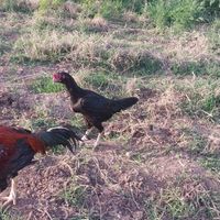 مرغ و خروس لاری|حیوانات مزرعه|مرند, |دیوار