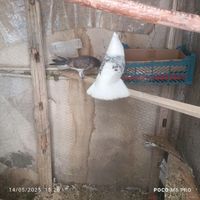 کبوتر ۲کت نر|پرنده|تهران, کوثر|دیوار
