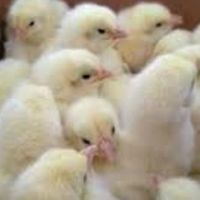 جوجه محلی اردک جوجه رنگی جوجه گوشتی گردن لختی|حیوانات مزرعه|کرمانشاه, |دیوار