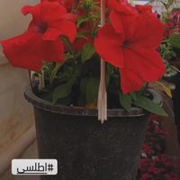 انواع گل و گیاه با|گل و گیاه طبیعی|تهران, شهید آوینی|دیوار