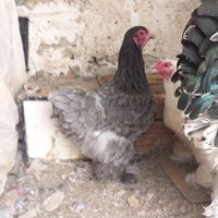 مرغ و خروس برهما|حیوانات مزرعه|کرج, کلاک نو|دیوار